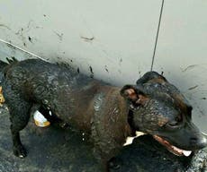 Abandoned dogs severely burnt on 'bubbling tarmac roof' in soaring heat