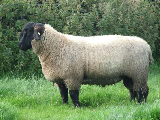 A Suffolk ram, similar to some of the sheep stolen