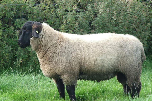 A Suffolk ram, similar to some of the sheep stolen