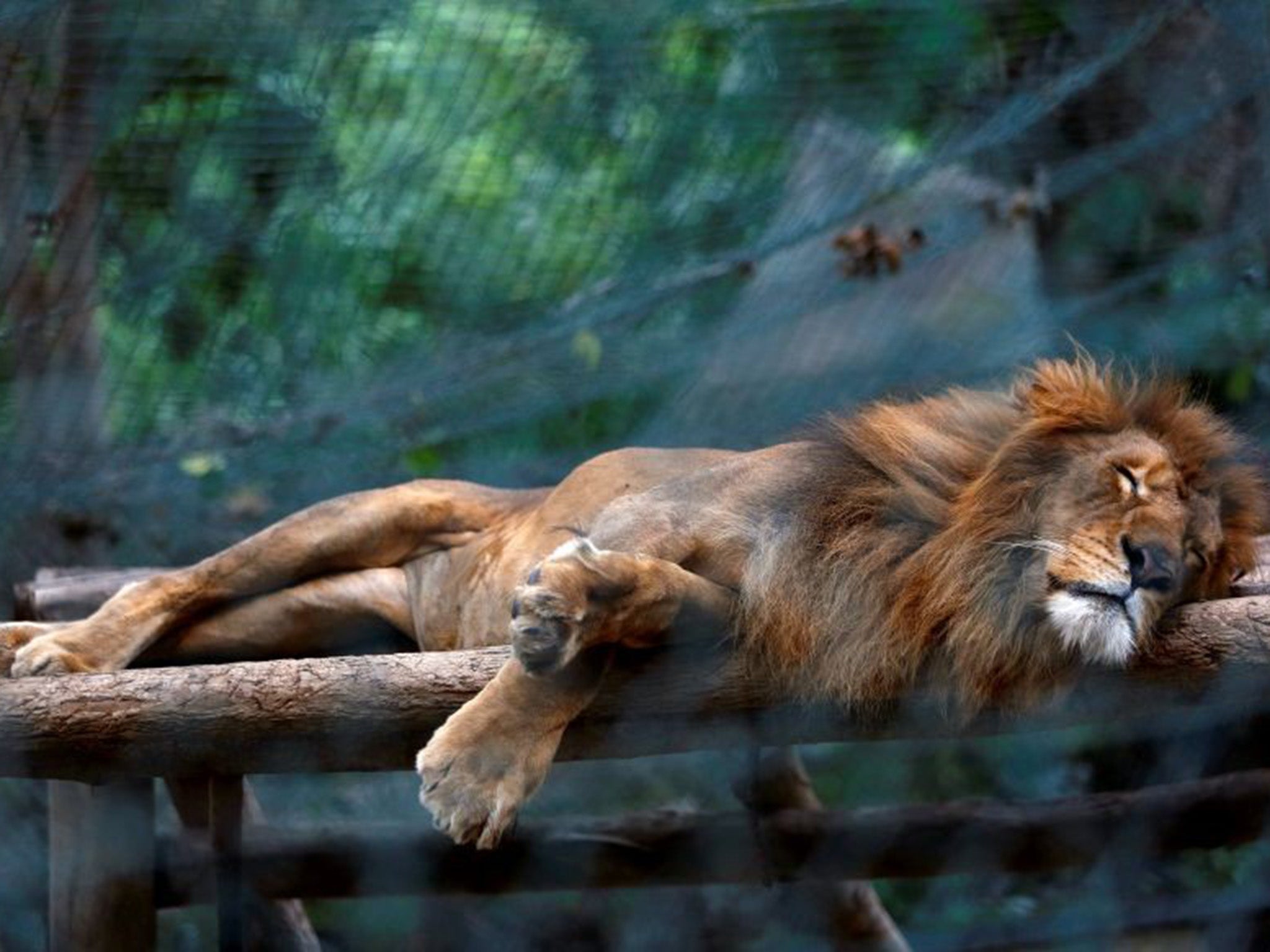 Zoo animals 'starve to death in Venezuela' due to food shortages | The  Independent | The Independent