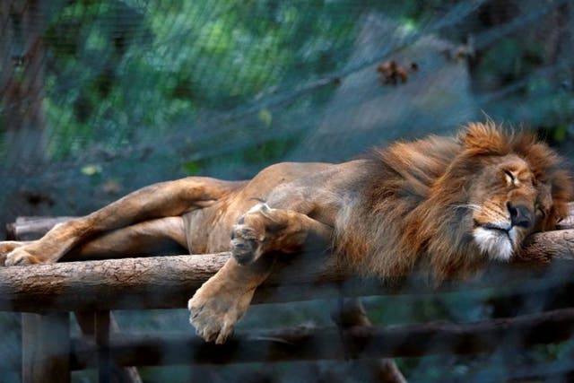 A lion sleeping inside its cage at Caricuao Zoo in Caracas. Zoo staff are reportedly feeding the animals with mangoes and pumpkin to make up for the lack of meat