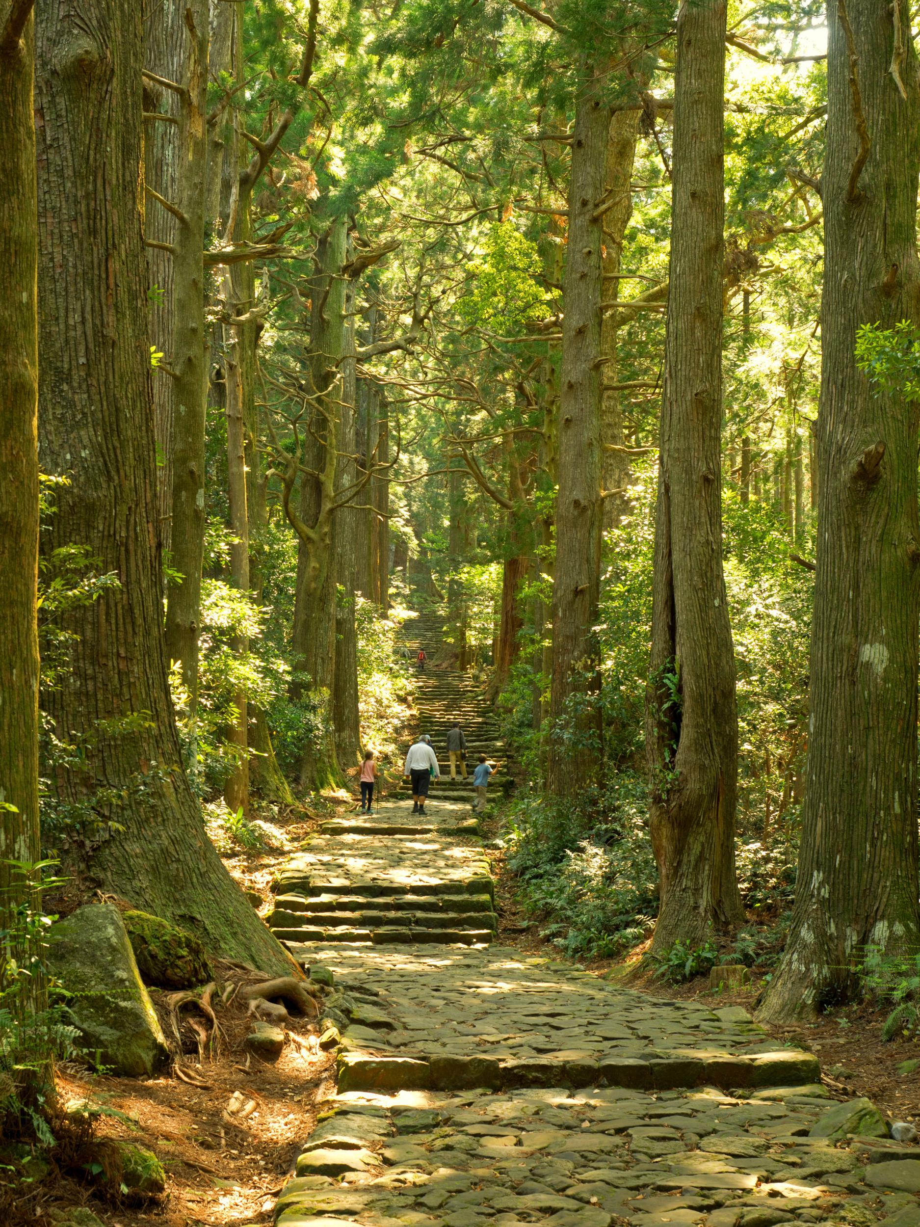 Walk through Japan's lush forests