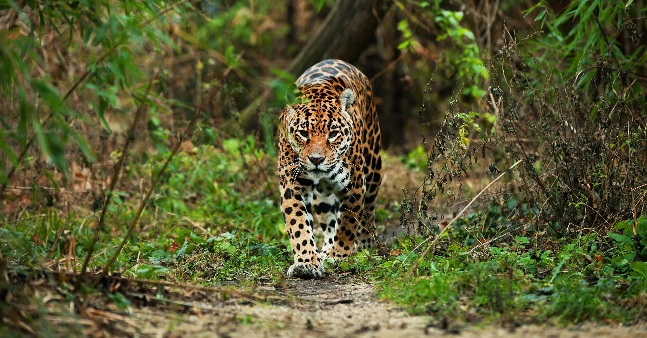 Lucky spot: jaguars in Brazil's Iguacu National Park | The Independent