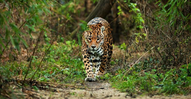 Look away now! Your chances of seeing a jaguar have improved considerably thanks to conservation