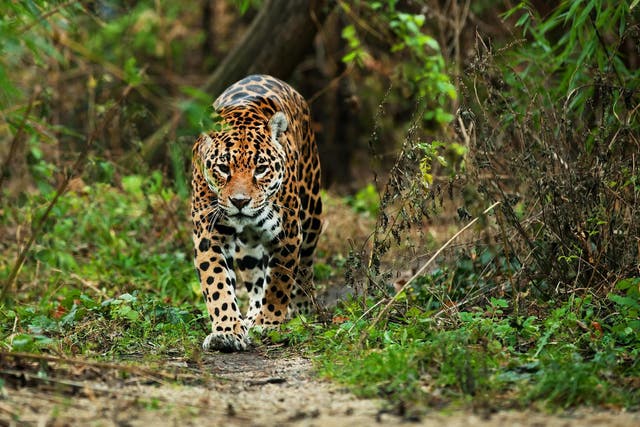 Look away now! Your chances of seeing a jaguar have improved considerably thanks to conservation