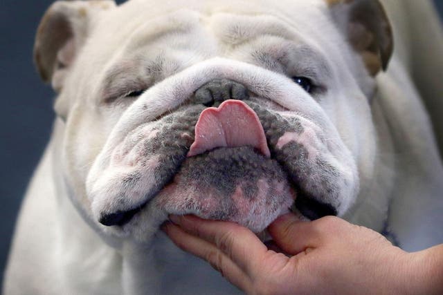 The unnatural wrinkles on this dog's face – breed into them by humans – are prone to infection unless regularly cleaned