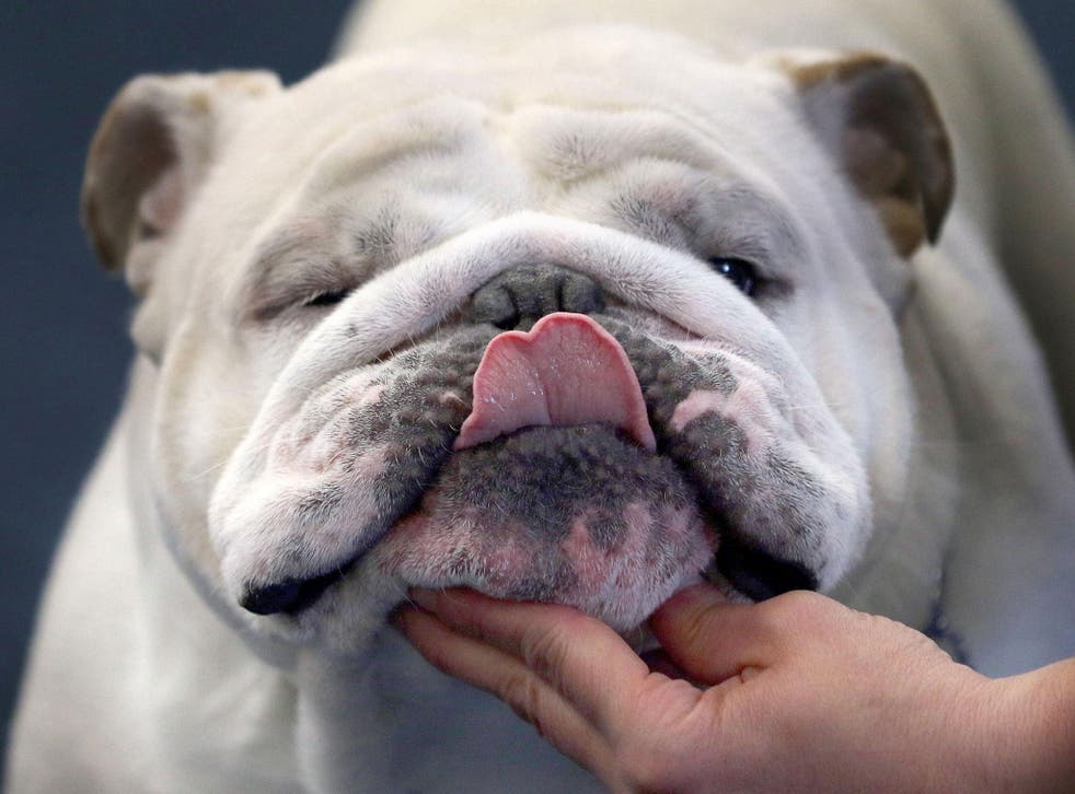 The unnatural wrinkles on this dog's face – breed into them by humans – are prone to infection unless regularly cleaned