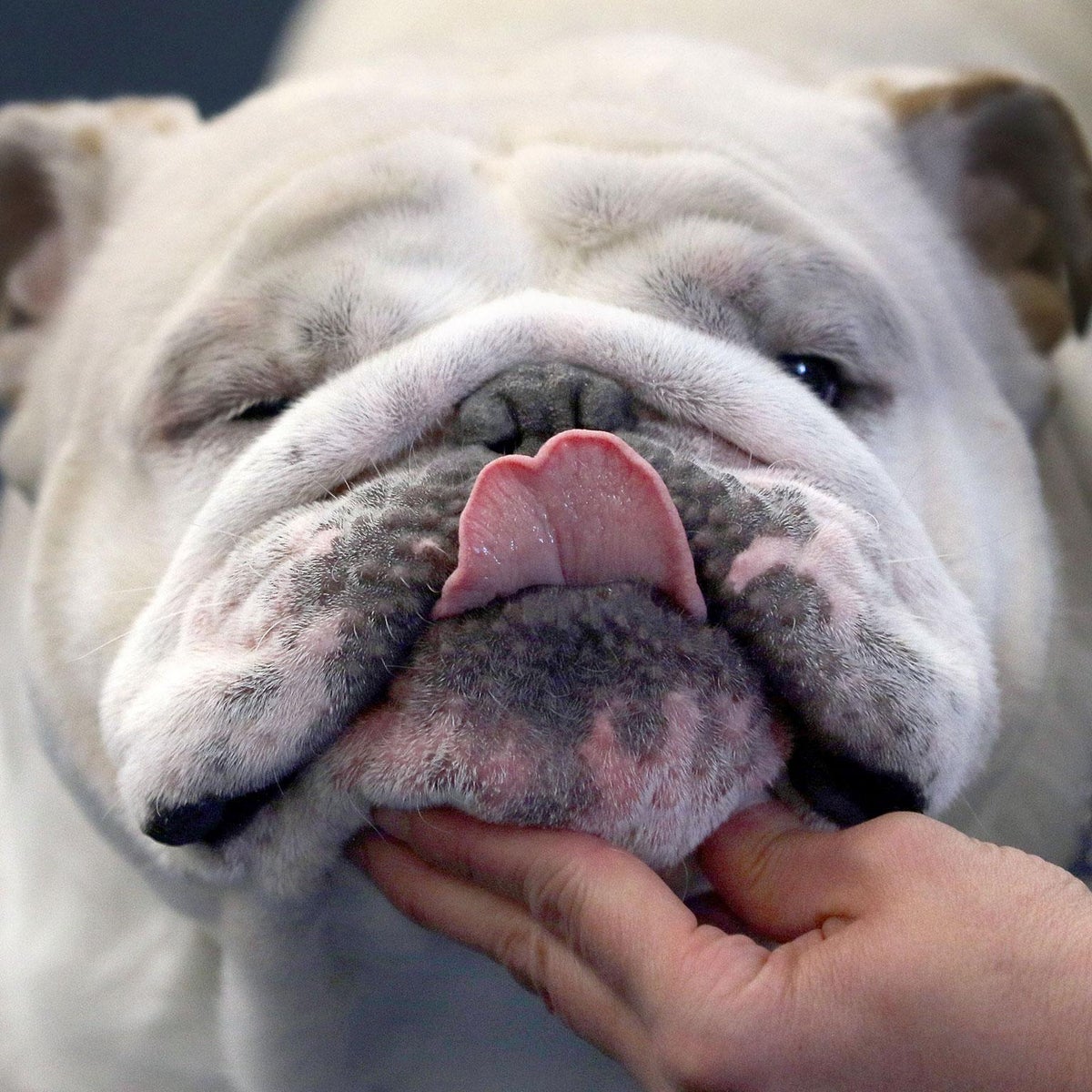 English bulldogs now so inbred their appalling health problems will not  improve, The Independent