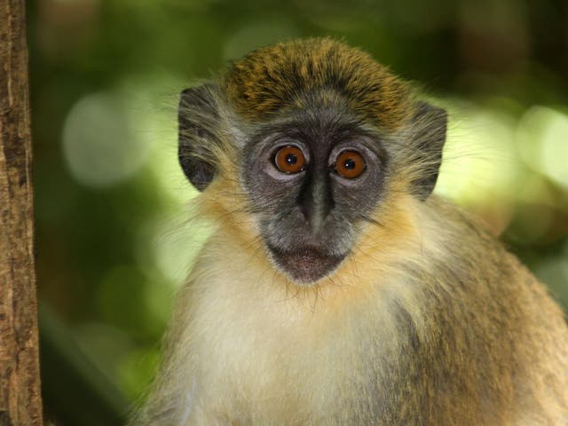 Green monkeys first caught the bacterial infection from humans about 2,700 years ago