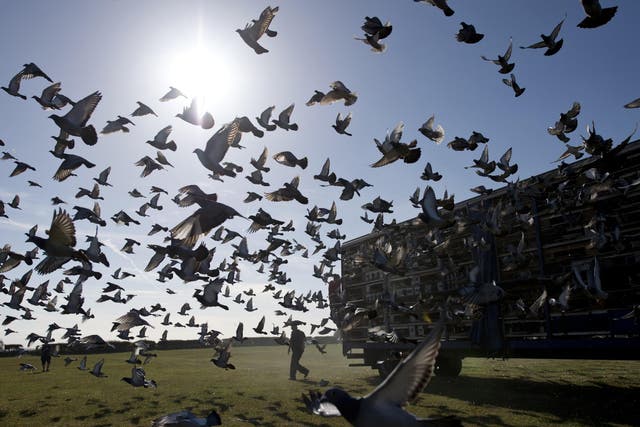 The event is considered the equivalent of the Grand National in pigeon racing