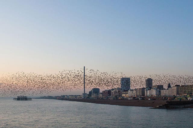Starlings circle the i360 tower and the wreck of the West Pier on Brighton seafront