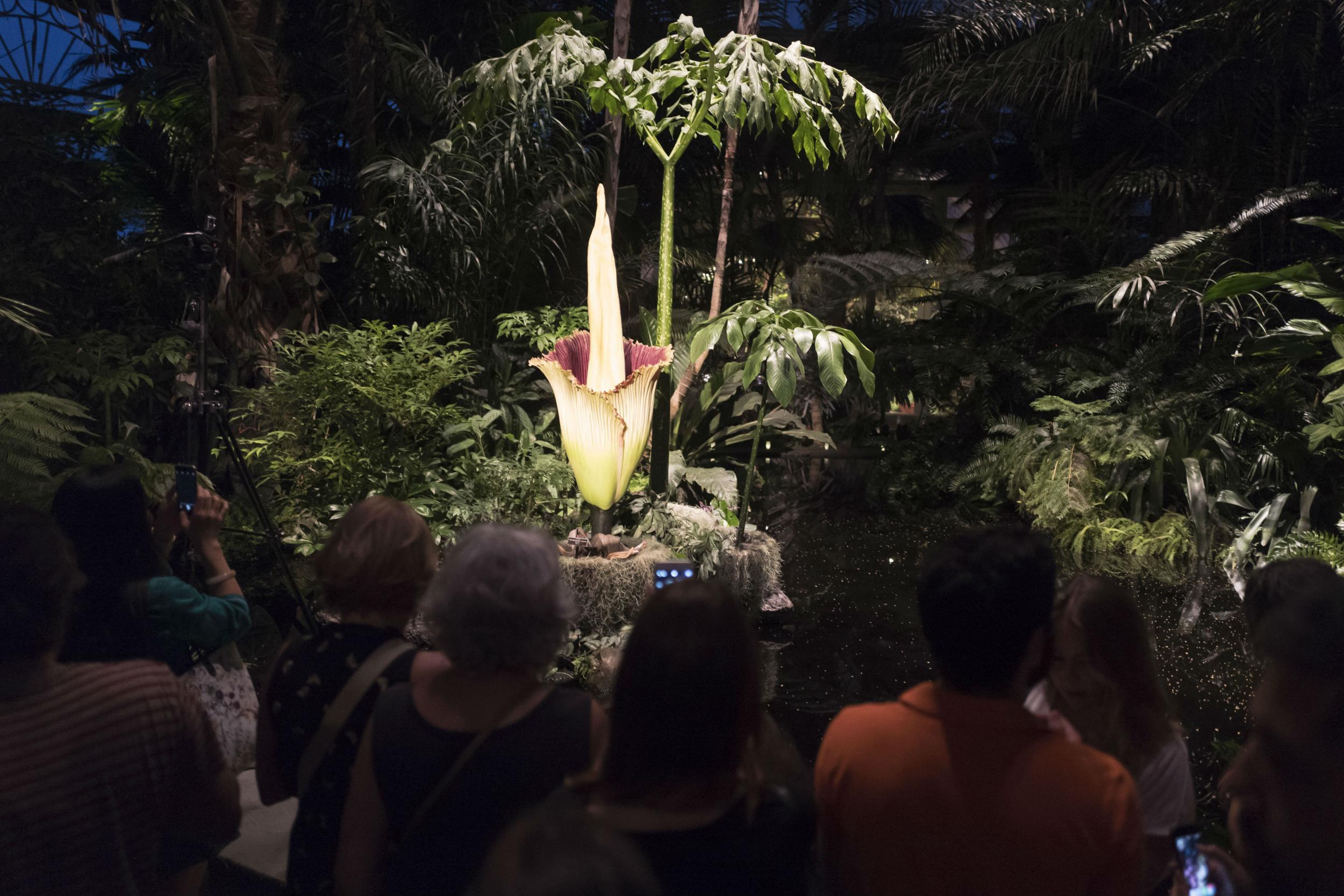 Corpse flower that ‘smells of death’ blooms for the first time in a