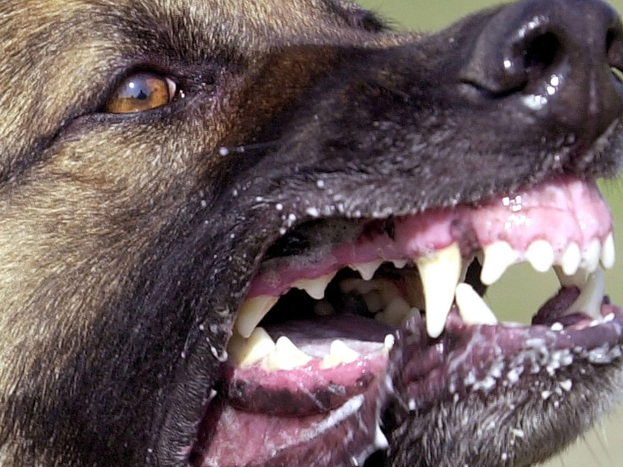 Which dog breeds have the store best teeth