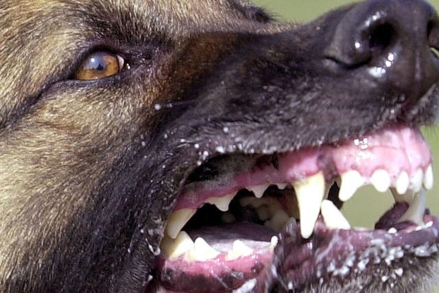 There is a 10 per cent rise in dog attacks during the summer holidays