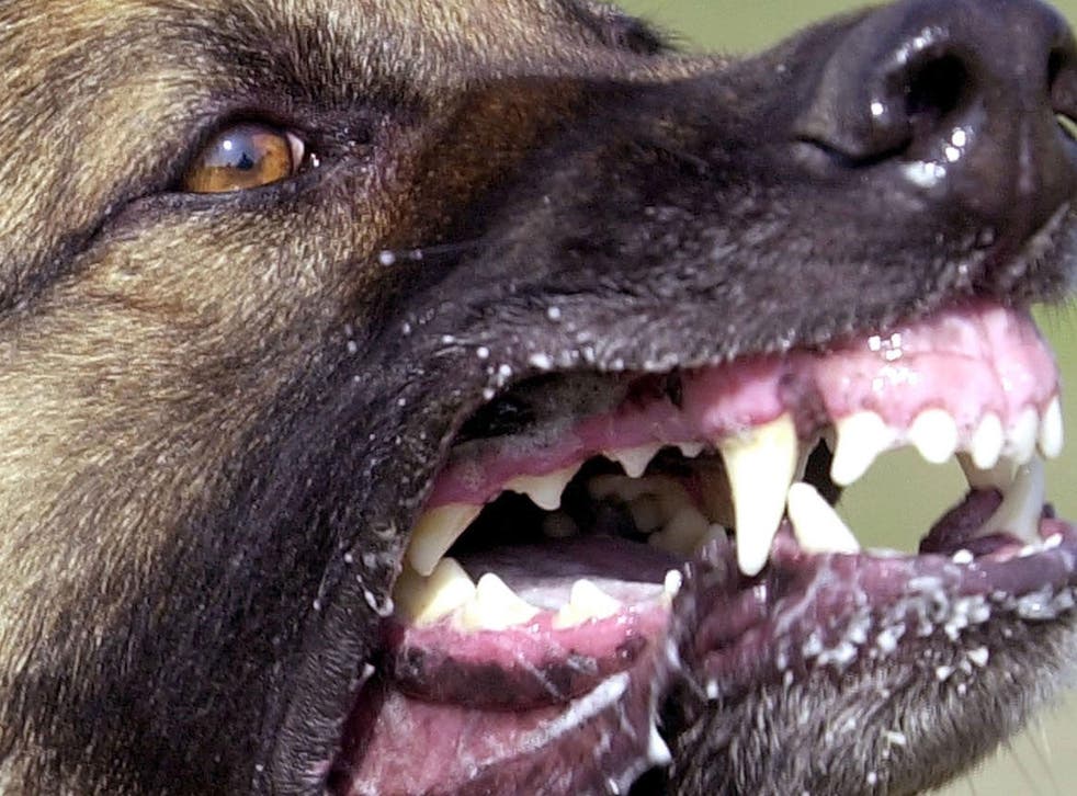 There is a 10 per cent rise in dog attacks during the summer holidays