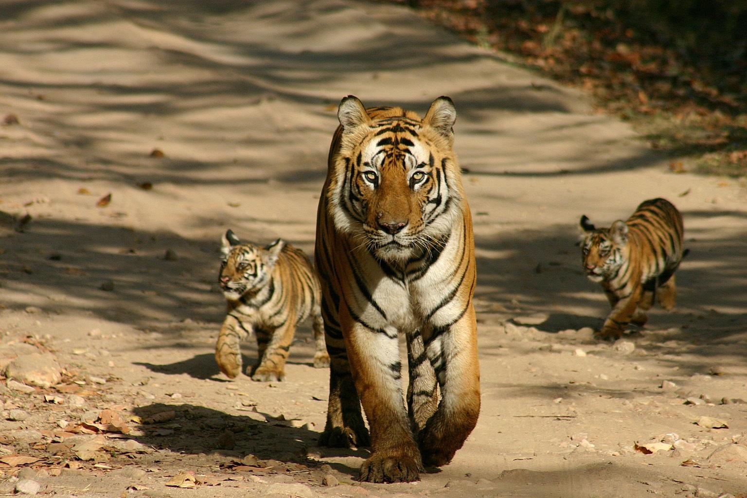 See tigers on a Go Slow trip to India's Satpura National Park