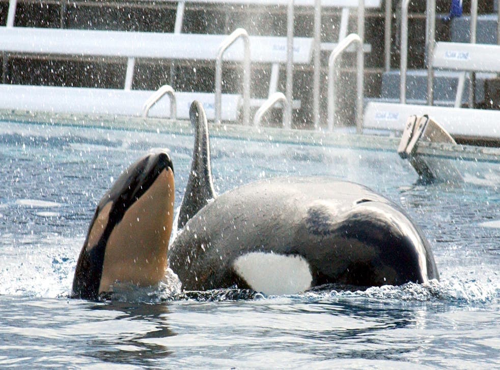 Seaworld Ceo Says Ending Controversial Whale Breeding Programme Was Most Difficult Decision