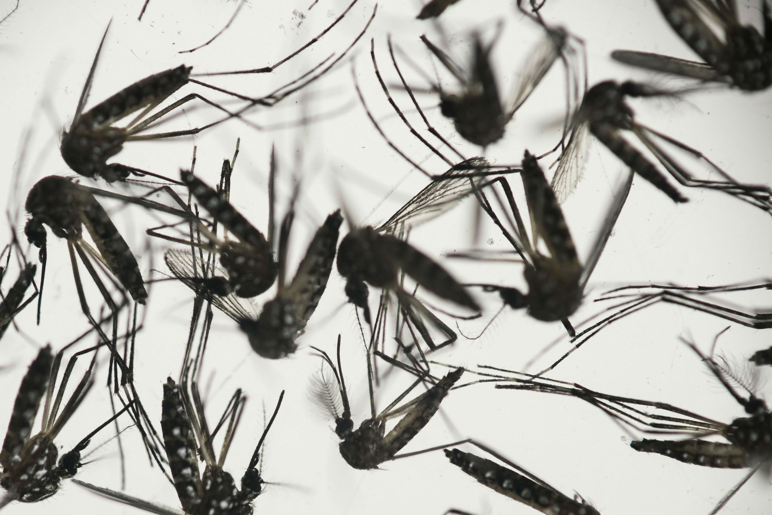 Aedes aegypti mosquito is responsible for transmission of the virus