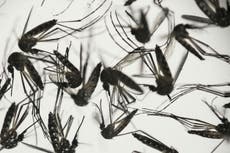 Zika virus transmitted via mosquitoes hits dozens of military members and their families