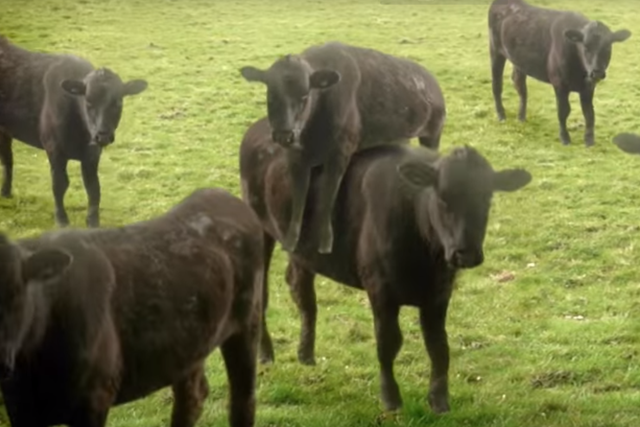 The 'cows & cows & cows' video by artist Cyriak has more than 37 million views on YouTube