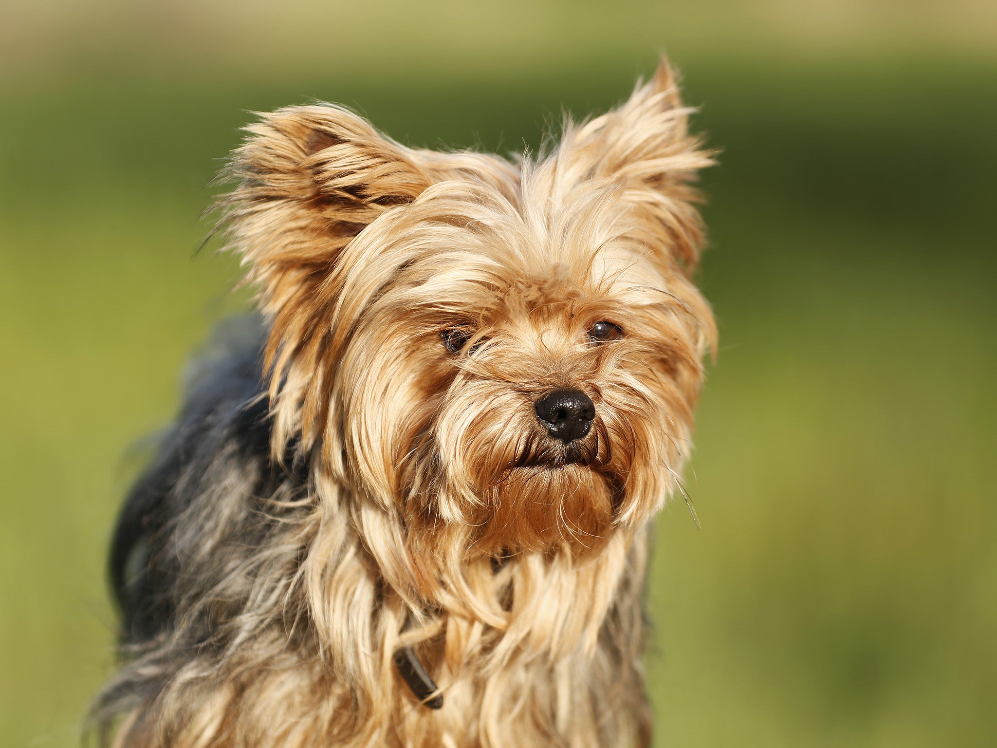 A Yorkshire terrier