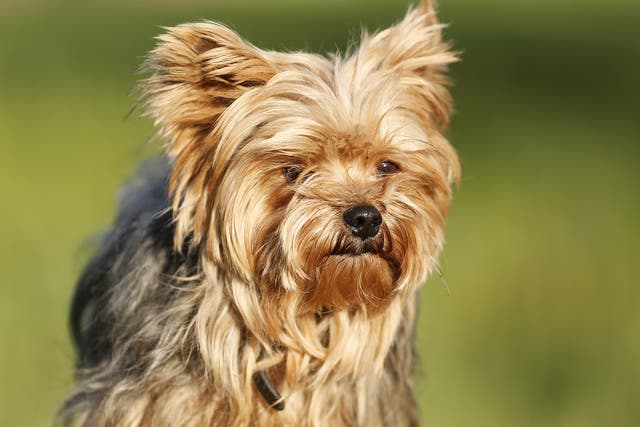 The 25-year-old Yorkshire Terrier was mauled by the black Lakeland terrier in a Hartlepool park