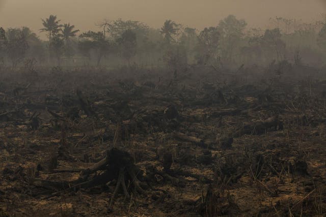 Devastating forest fires left much of Indonesia blanketed by choking smoke last year