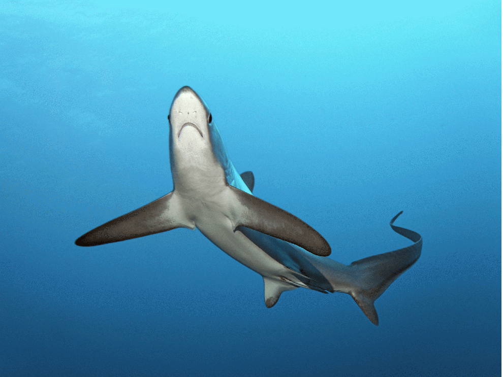 Anglers land 'record-breaking' 368lb thresher shark off coast of