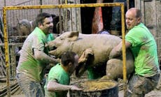 Campaigners fight to end ‘cruel’ hog-wrestling competitions
