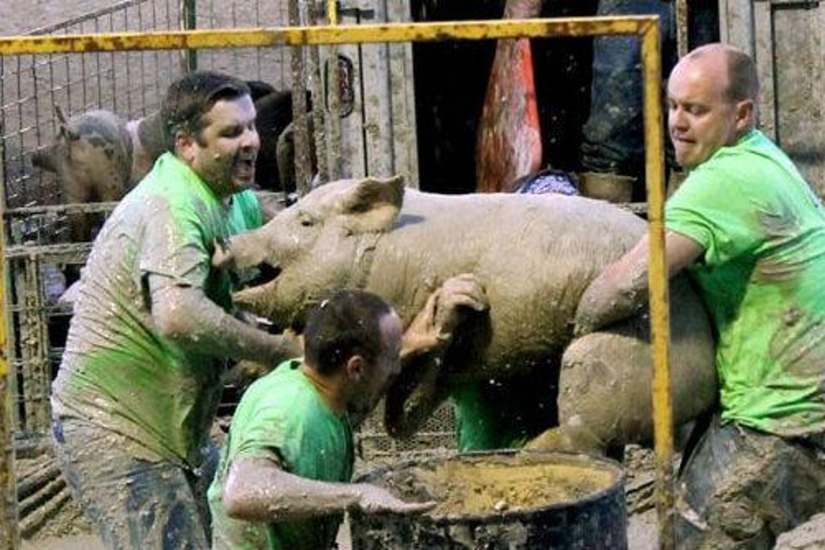 Campaigners fight to end ‘cruel’ hog-wrestling competitions | The ...