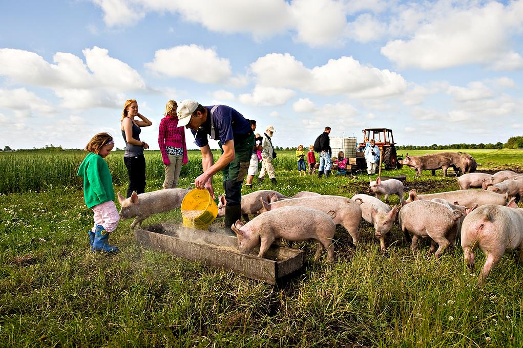 Experience life on the farm by taking the family on a farmstay holiday in Hellevad