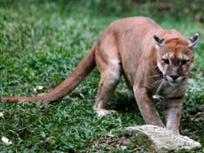 Read more


'Lion' on the loose in Cornwall now thought to be a puma