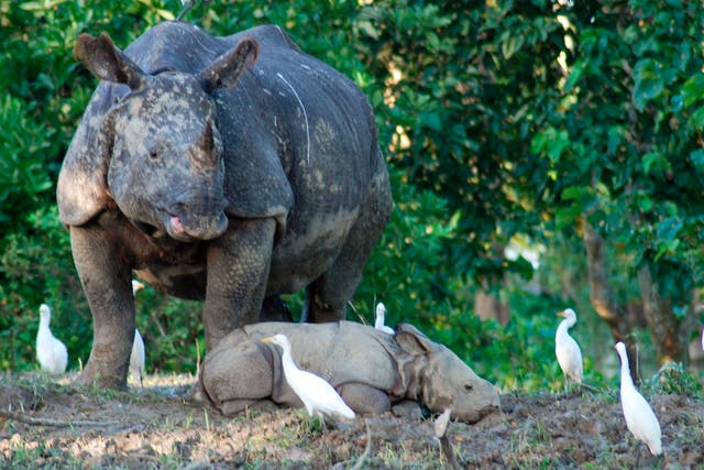 The Kaziranga National Park is the world’s largest habitat for the rhino, containing 70 per cent of the species’ global population