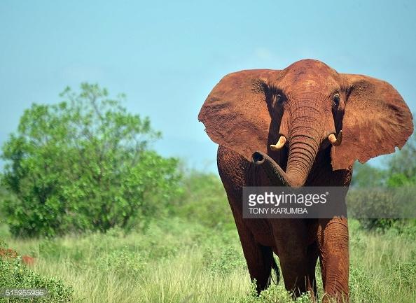 An elephant in Tsavo east national park, Kenya