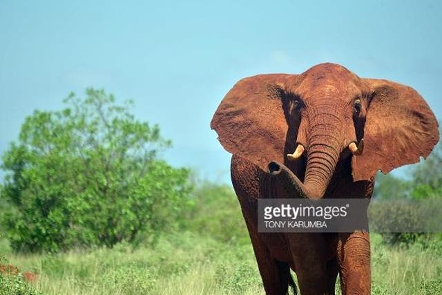 An elephant in Tsavo east national park, Kenya