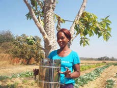 New project aims to prevent deforestation in Zambia by turning women into entrepreneurs 
