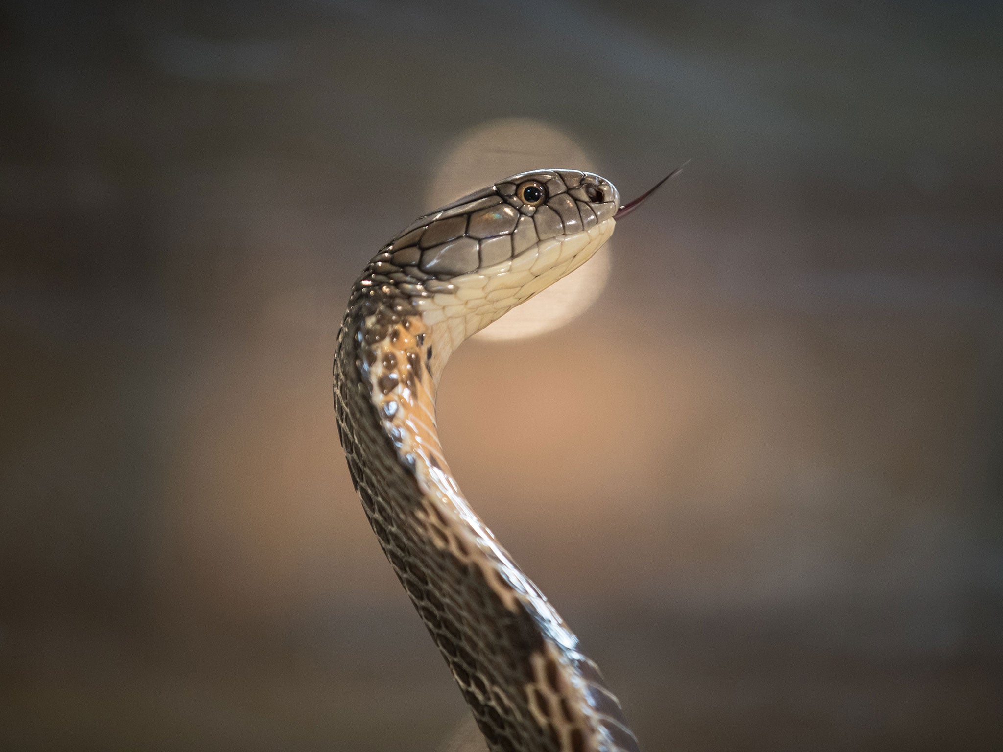 Understanding the role of the gene in keeping the snake's body long may shed new light on spinal cord regeneration