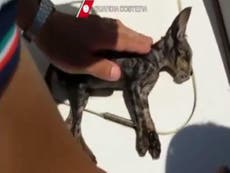 Italian coastguard saves drowning kitten by performing mouth-to-mouth resuscitation