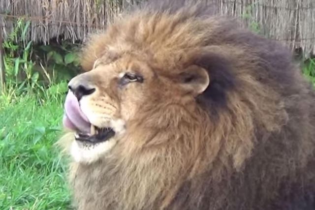 Nairobi the lion at Granby Zoo