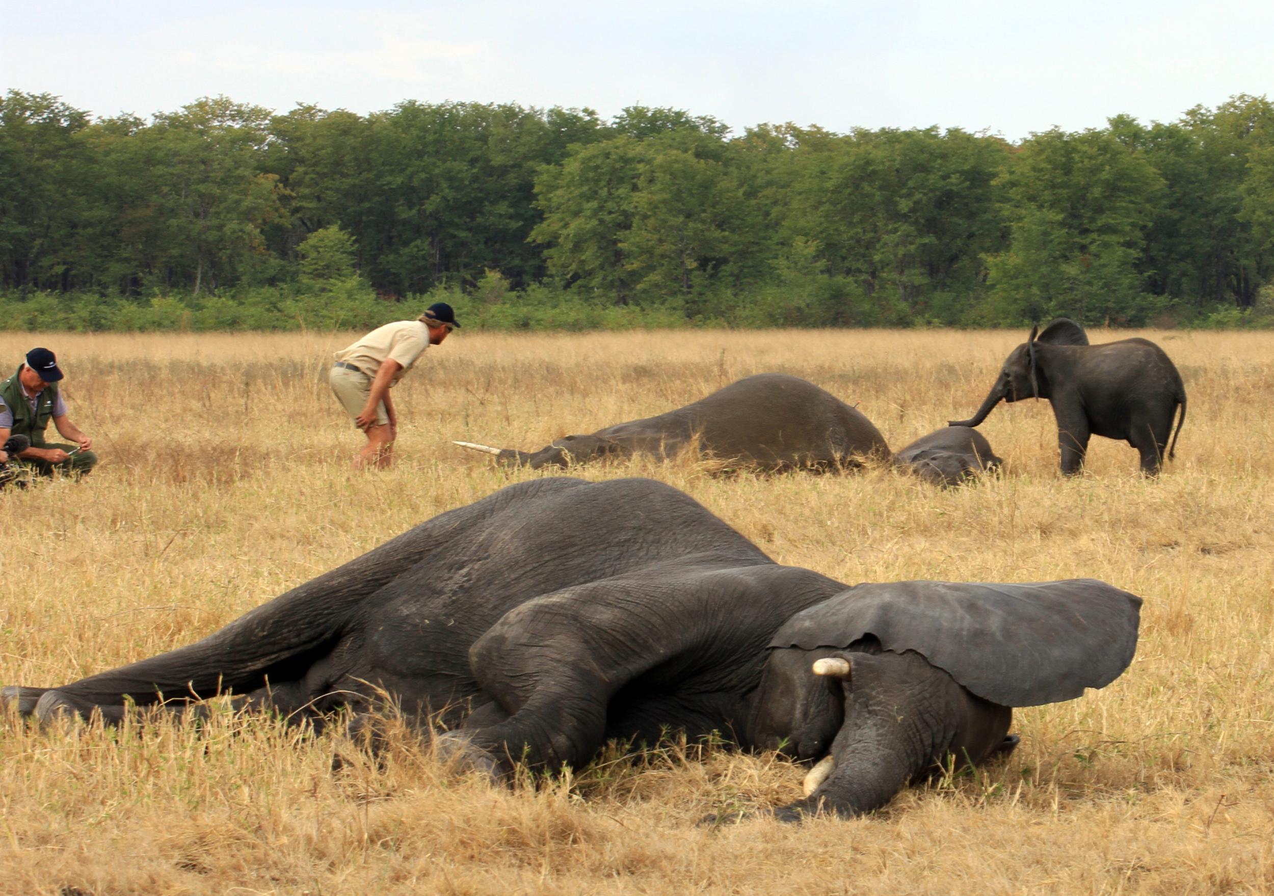 Tranquilised elephants lie motionless in Liwonde National Park