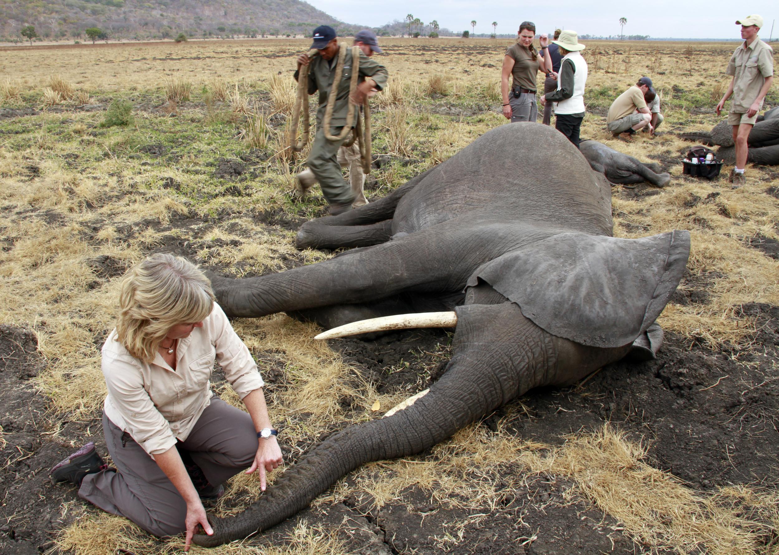 Sue monitors a female elephant (Will Whitford )