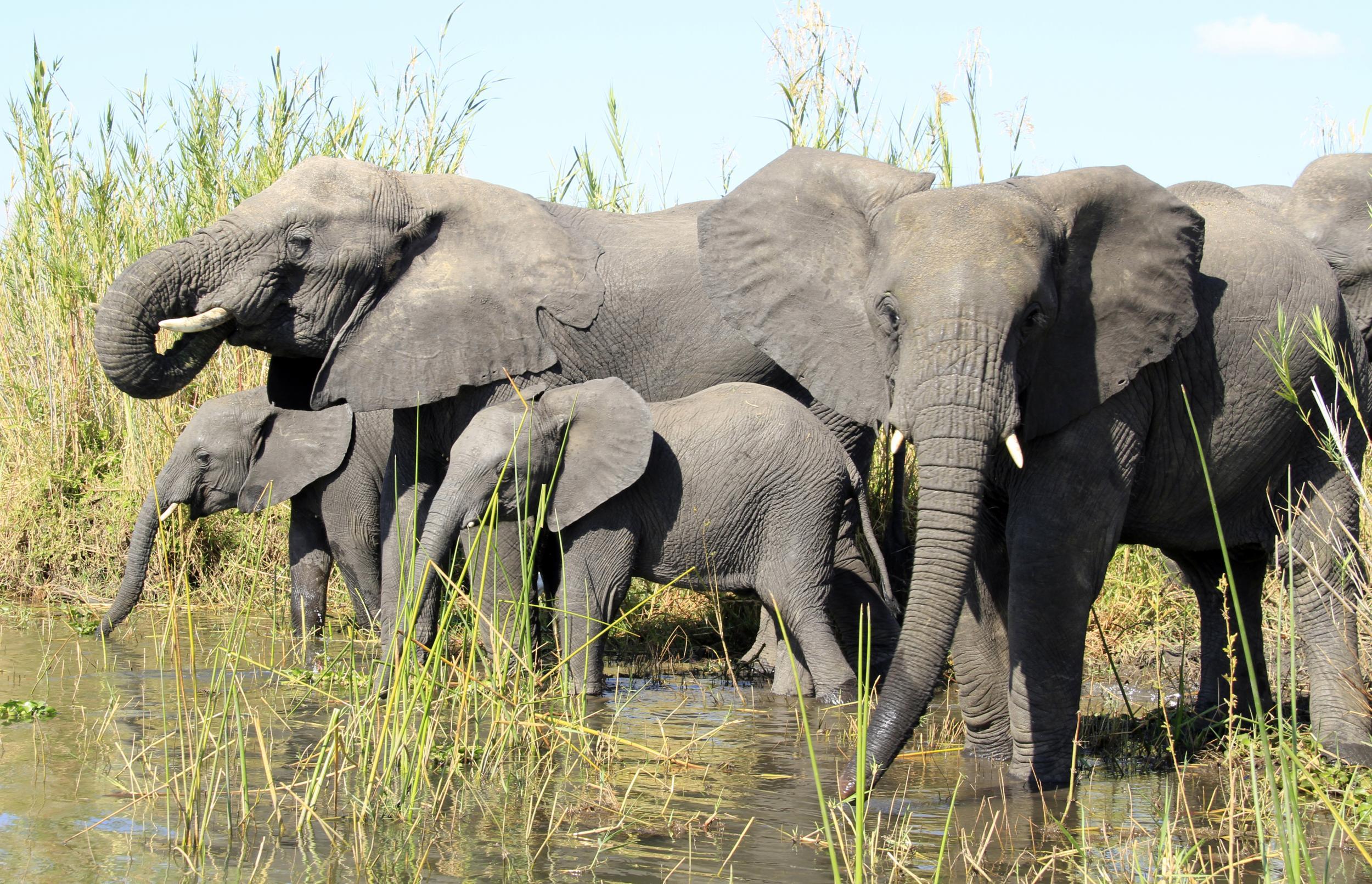 Family life is important to elephants; they communicate in rumbles and mourn their dead
