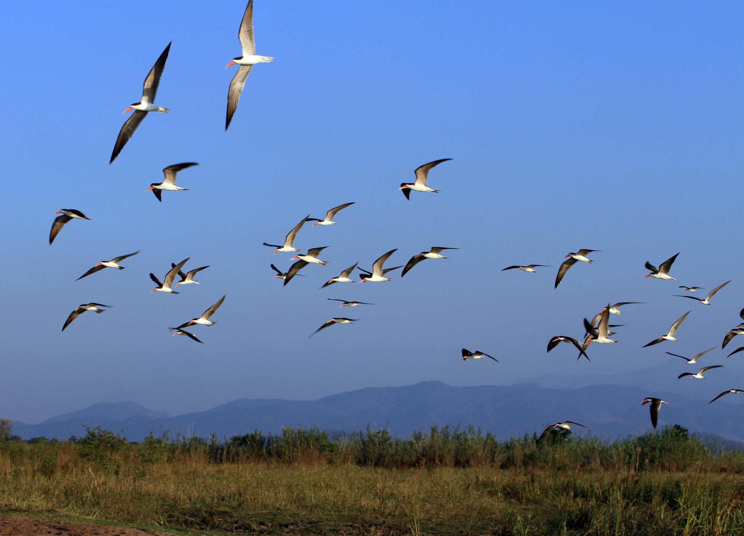 Spotting African skimmers in Liwonde is a highlight for birdwatchers