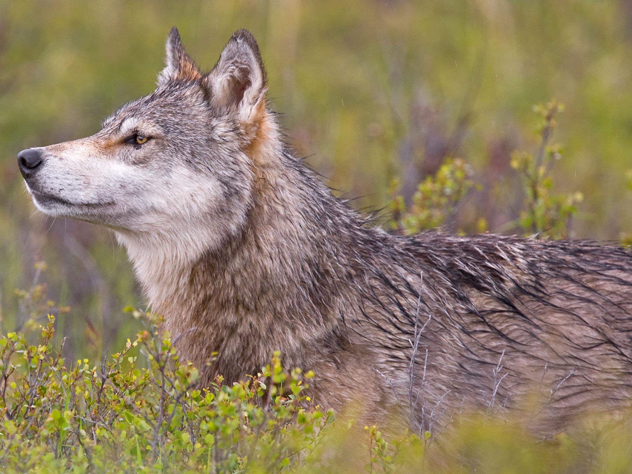 Beloved Alaskan wolf pack feared dead due to hunting | The Independent ...
