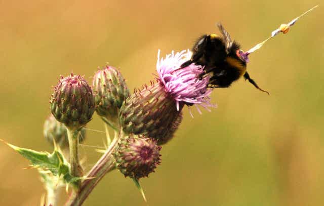 The bees had a tiny harmonic radar attached to monitor their movements (Joseph Woodgate)