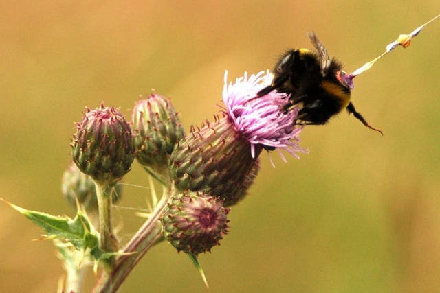 The bees had a tiny harmonic radar attached to monitor their movements (Joseph Woodgate)