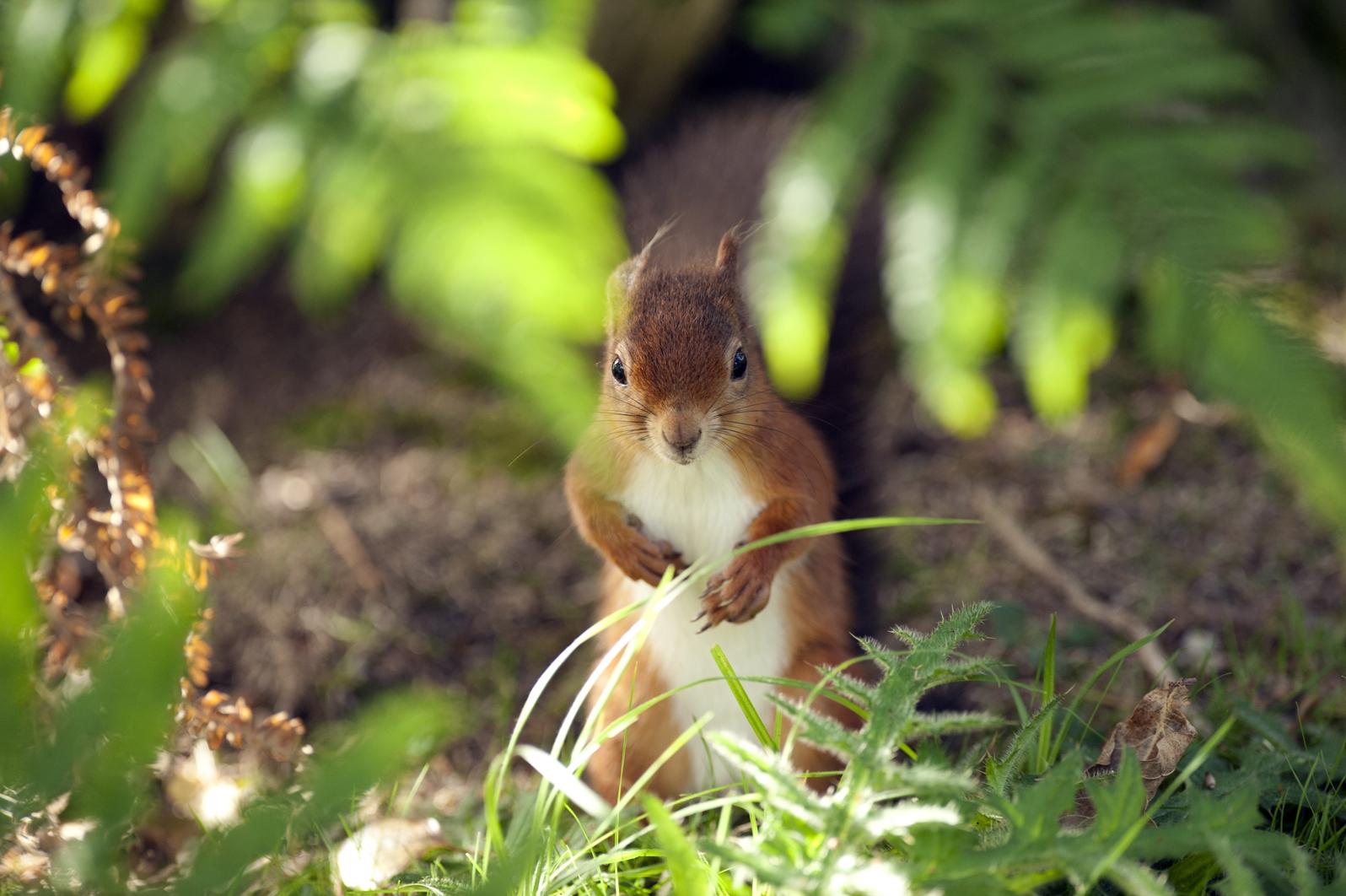 Brownsea island in Dorset is home to over 250 red squirrels