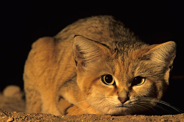 The elusive sand cat is nocturnal and very reclusive, and therefore rarely seen by human eyes