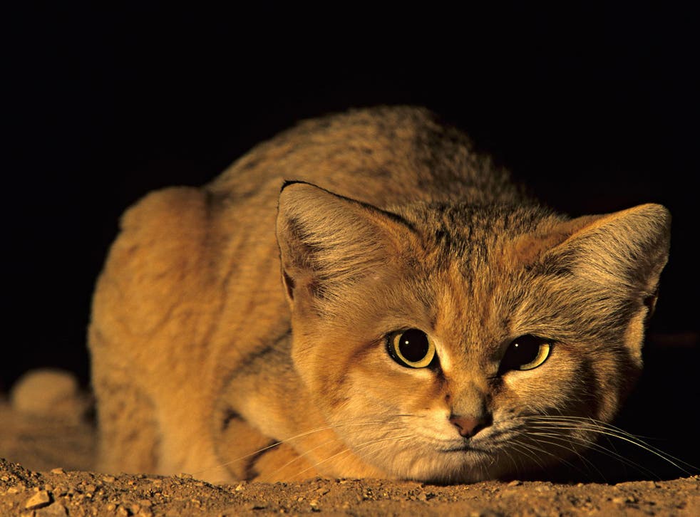 The elusive sand cat is nocturnal and very reclusive, and therefore rarely seen by human eyes