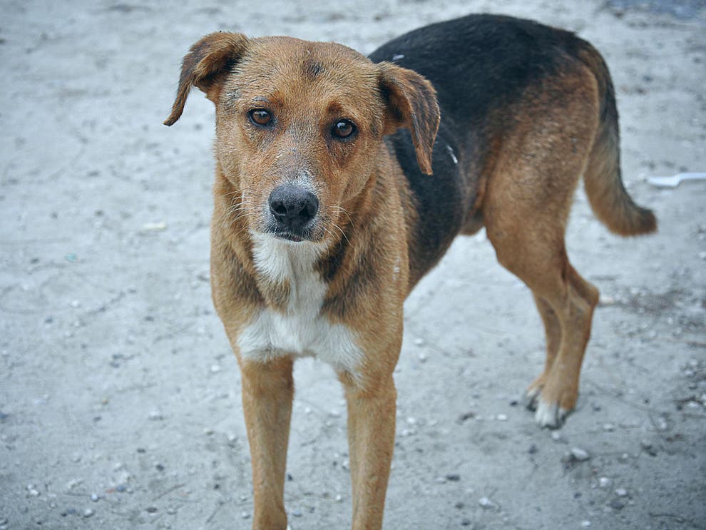 Loose dog population has Dallas residents arming themselves with sticks